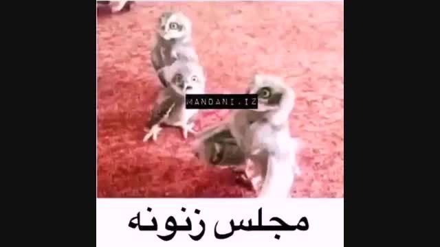 فرق مجلس زنونه با مردونه ( خنده دار)