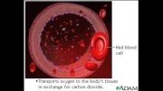 تولید سلول های قرمز خون