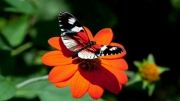 پروانه نمی میرد تا گل به بغل دارد