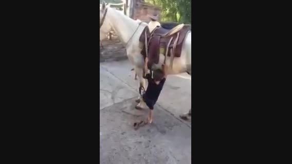 سوار شدن بچه روی حیوون