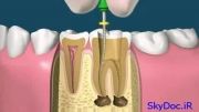 آموزش دندانپزشکی