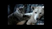 ماساژ سگ توسط گربه