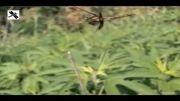 فیلمی زیبا از سنجاقک ها