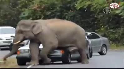 حمله فیل به انسان