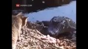 کلیپی شگفت انگیز از اذیت کردن تمساح توسط گربه شیطون!...