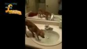 حرکات جالب سگ ها در برابر آب
