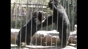 نبرد خرس های سیاه آسیایی در باغ وحش