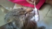 گربه بستنی خور
