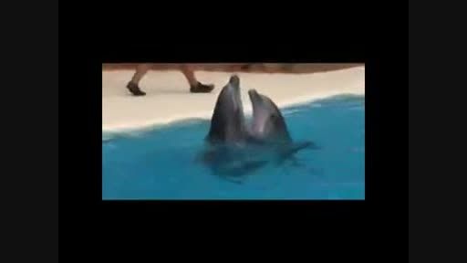 حرکات حیرت انگیز دلفین ها..