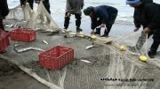 ماهیگیری در میانکاله- ماهی سفید 2