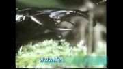 جنگ دو سوسک شاخدار از خانواده Lucanidae