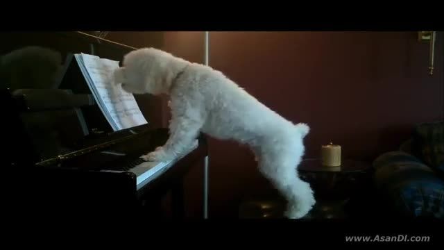 سگ پیانیست و خواننده