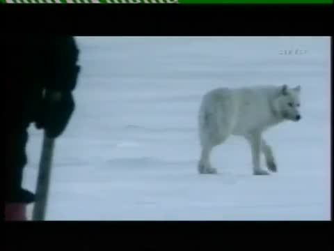 حمله گرگها به سگهای سورتمه !!