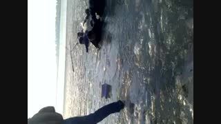 سبلانه/ لحظه غرق شدن دو دانشجو در دریاچه شورابیل اردبیل