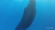تصویری بی نهایت زیبا از خواب یک نهنگ  در دریای کارائیپ