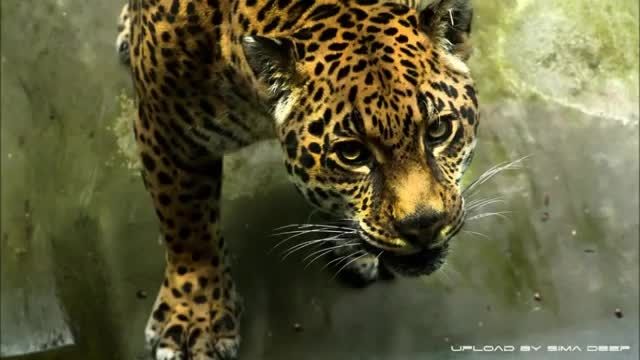 Deng and Slavak - Golden Jaguar (Eukali Remix