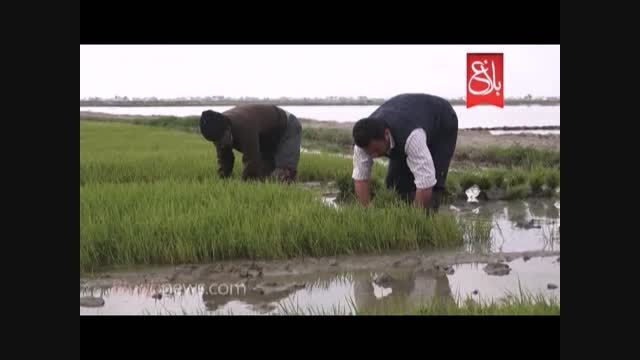 کلیپ جالب از نشای برنج در مازندران