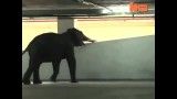 حمله مرگبار فیل