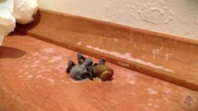 ویدیویی از انگل بزرگی که از جسد یک عنکبوت عظیم الجثه بی