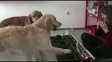 سگ های پیانیست