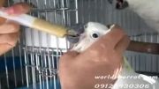 کاکادو سرنگی در پرنده فروشی تخصصی طوطی سانان