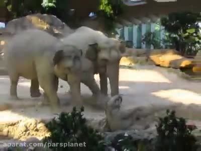 کمک فیل ها به بچه فیل