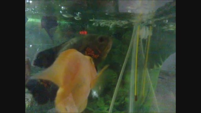 ماهی اسکار تایگر وحشی