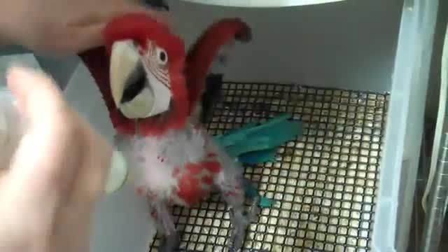 تغذیه جوجه ماکائوی قرمز یا بال سبز - Green Winged Macaw