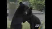 جنگ طلب نبودن خرس در این ویدیو مشخصه