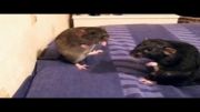 حرکت دفاعی عجیب 2 موش ( تظاهر به نبرد )