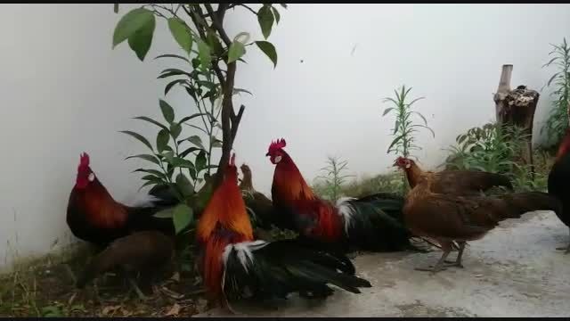 مرغ و خروس زینتی (فینیکس قرمز و طلایی)