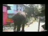 حمله فیل به شهر