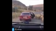 دزدیدن گوسفند با زیرکی خاص!