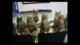 رقص گربه ها