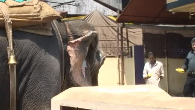 برخورد فروشنده با فیل در گوا