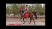 کوهیار پارسیا اسب عرب خالص ایرانی
