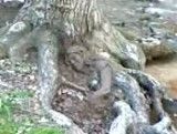 معجزه -- ریشه درختی به شکل یک زن