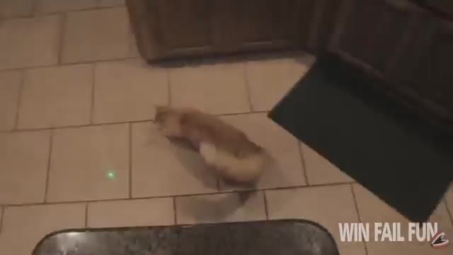 ویدئو بسیار خنده دار از بازی حیوانات با نور لیزر