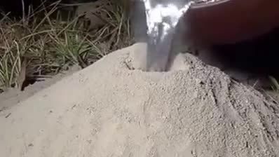 دکور لانه مورچه ها زیر زمین!