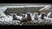حرکات هماهنگ گربه ها