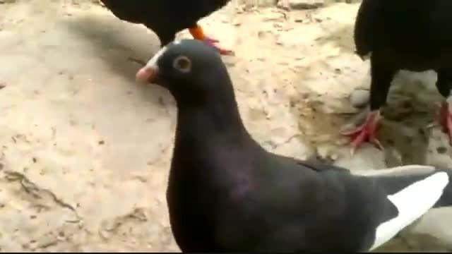 کبوتران سینه سیاه و قره سوری
