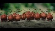 Minuscule Valley Of The Lost Ants 1080p