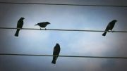 پرندگان بر روی سیم ... Birds on The Wires
