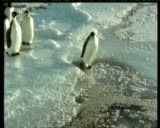 پنگوئن گیج