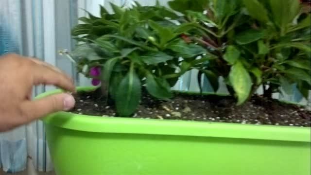 گلدان با فناوری آبیاری خودکار
