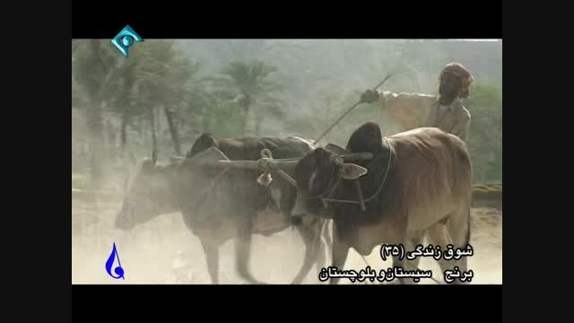 کاشت برنج در سیستان و بلوچستان
