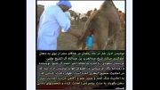 عرب نجاست خوار....بپا از تشنگی نمیری صدامی