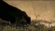 شكار گراز توسط شیر آفریقایی
