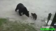 دفاع گربه از مادر و فرزند در مقابل خرس گریزلی!!!