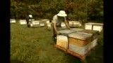 مراحل تولید و بسته بندی عسل